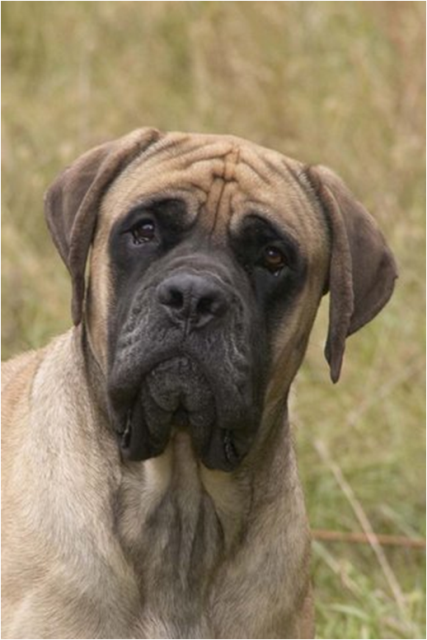 Purebred mastiff hot sale for sale